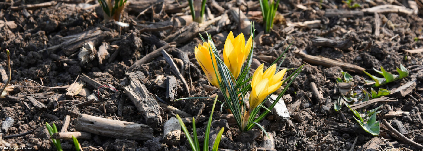 Krokusse